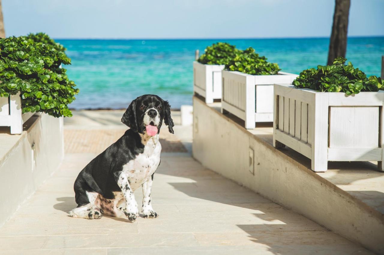 Thompson Playa Del Carmen Beach House, By Hyatt Eksteriør billede